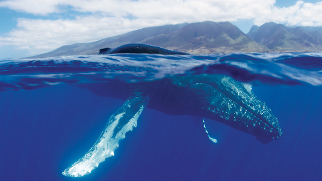 A humpback whale surfaces near Maui Island.