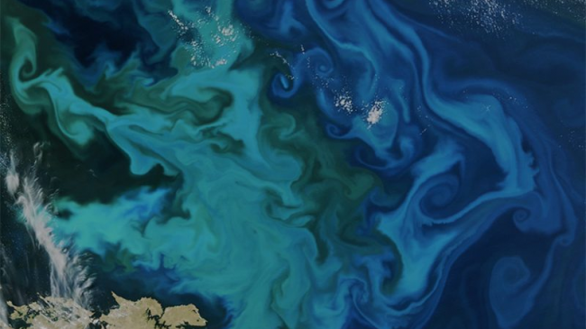 An algae bloom near the Falkland Islands is shaped by meandering ocean currents. This image was acquired by the Visible Infrared Imaging Radiometer Suite (VIIRS) on board the Suomi National Polar-orbiting Partnership (SNPP) satellite on 5 December 2015. 