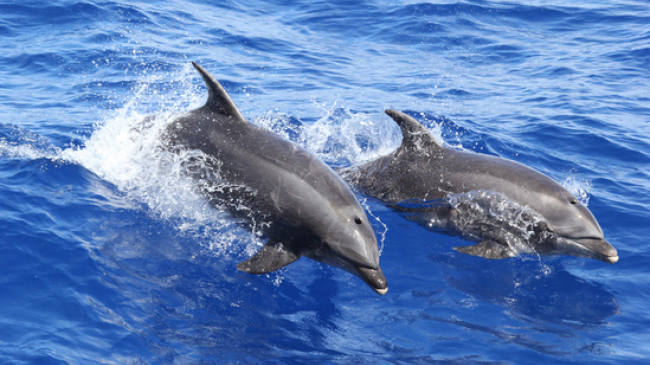 Common bottlenose dolphins are found throughout the world in both offshore and coastal waters, including harbors, bays, gulfs, and estuaries of temperate and tropical waters.