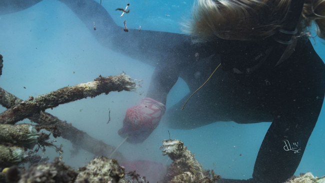 Kristen Kelly, marine debris technician, holds her breath and free-dives down to carefully cut and remove a large derelict fishing net from the reef at Pearl and Hermes Atoll.