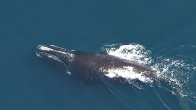 Right whale feeding, sighted June 8, 2014, during a research survey. NMFS permit no. 17355.