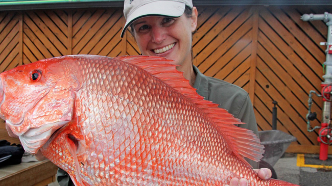 Recreational angler with a red snapper in Florida.