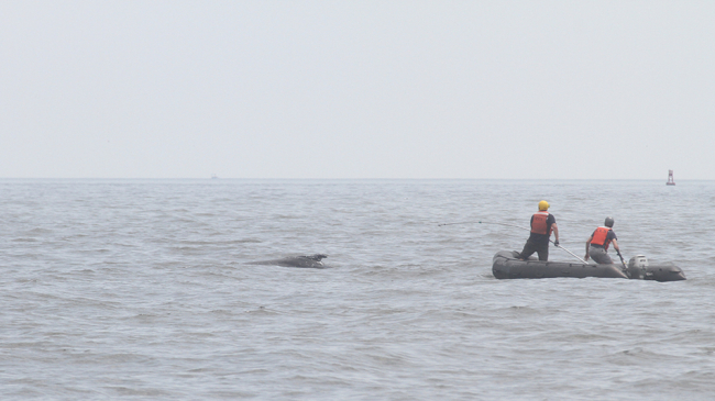 Responders cut the line off entangled juvenile humpback whale. 
