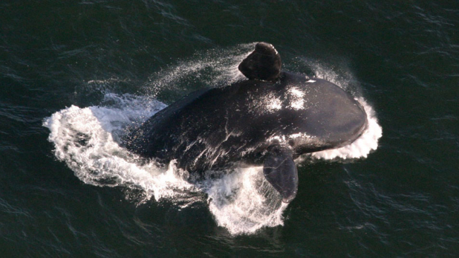 Right whale (Eubalaena glacialis) breaching.