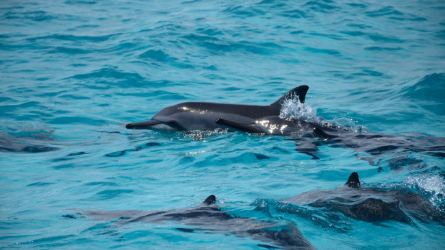 Spinner dolphins, like those seen here, are among the common marine mammals in Hawaiian waters.