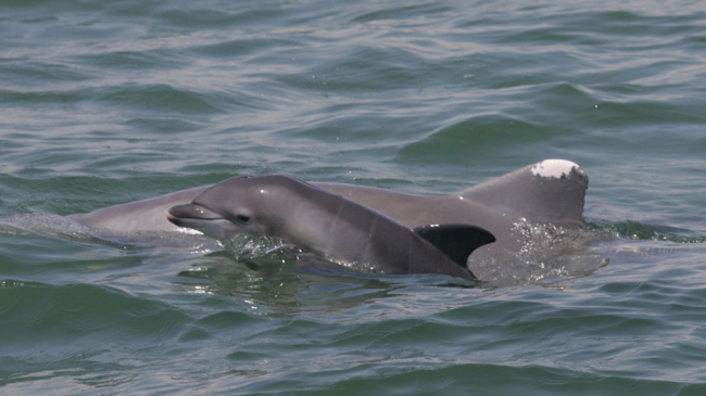 Bottlenose dolphins have been dying in record numbers in their mothers' womb or shortly after birth in areas affected by the 2010 Deepwater Horizon oil spill in the Gulf of Mexico. 