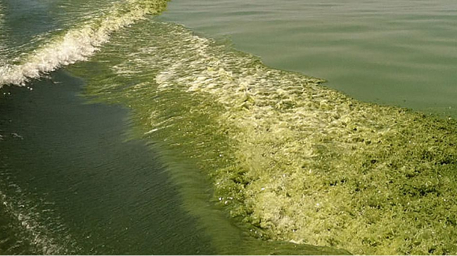 A boat cuts a green wake – a harmful algal bloom – in western Lake Erie. 
