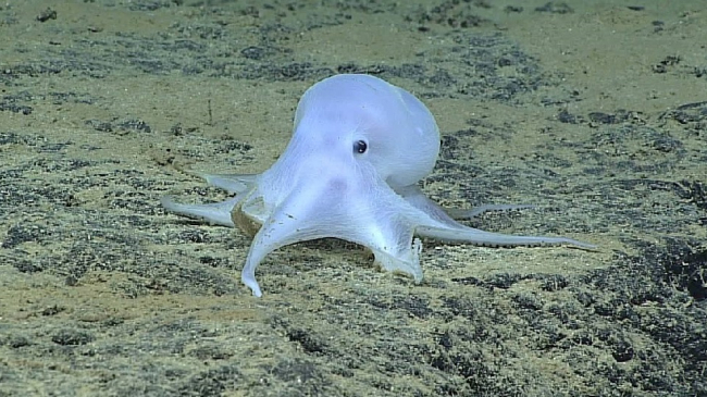 This ghost-like octopod is almost certainly an undescribed species and may not belong to any described genus. Image courtesy of NOAA Office of Ocean Exploration and Research.
