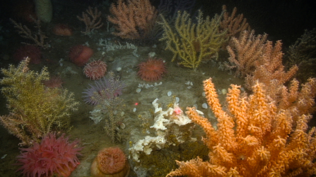 Dense, multispecies deep-sea coral garden at 200 m in western Jordan Basin, Gulf of Maine; includes Paramuricea placomus, Primnoa resedaeformis, and Acanthogorgia cf. armata. Kraken 2 ROV. 