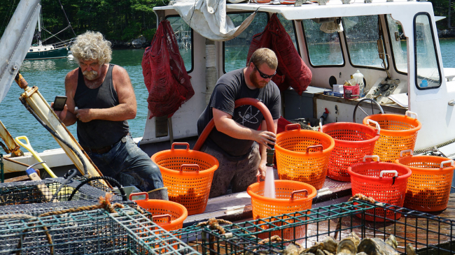 Jeff McKeen and Tyler Hild of Pemiquid Oyster Company clean and bag oysters raised in Maine's Damariscotta River to sell to restaurants. 