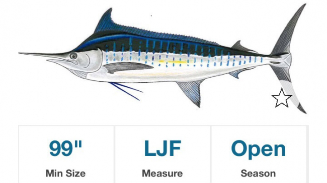 Sample screen shot of blue marlin information. 