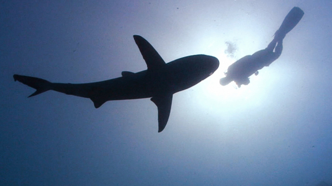 Learn how people around the world are helping endangered ocean animals make a comeback.