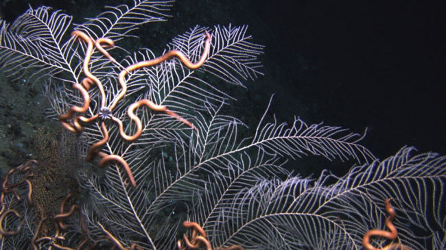This image from 2011 shows a gorgonian sea fan and symbiotic brittle stars from a site at approximately 350 meters depth in the Green Canyon area of the Gulf of Mexico. 