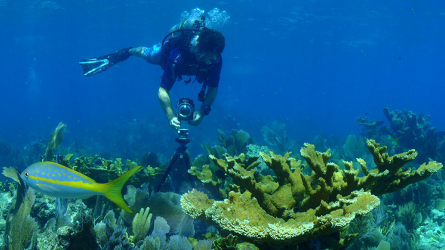 A specially-trained diver takes photos that will ultimately be stitched into a 360-degree image of Florida Keys National Marine Sanctuary. Collecting these images with the use of a tripod requires a sanctuary permit and extreme care to not disturb the reef or seabed. 