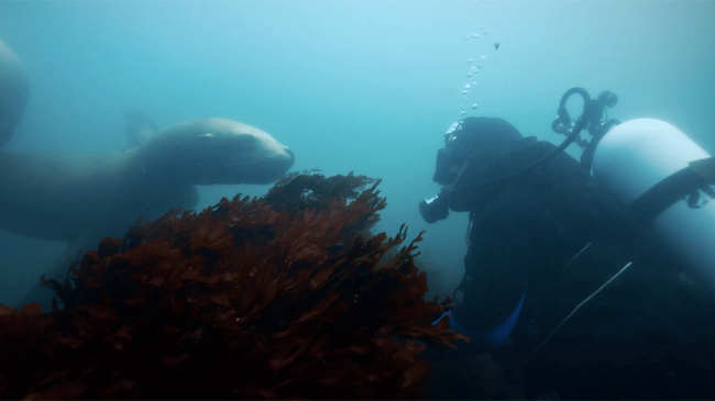 A sea lion approaches a diver in Olympic Coast National Marine Sanctuary. 
