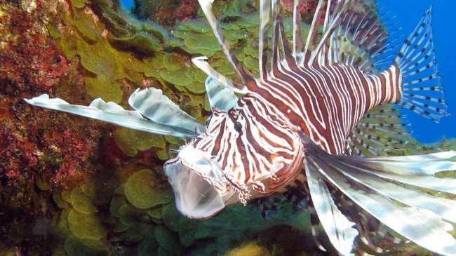 A lionfish in Florida Keys National Marine Sanctuary.