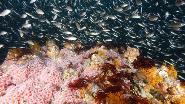 Rockfish and corals in Cordell Bank National Marine Sanctuary.
