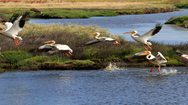 The Rush Ranch marsh area of the San Francisco Bay National Estuarine Research Reserve (NERR) provides an opportunity to learn more about California's natural history. 