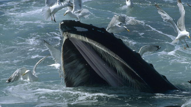 Stellwagen Bank National Marine Sanctuary is an important summer feeding ground for humpback whales.
