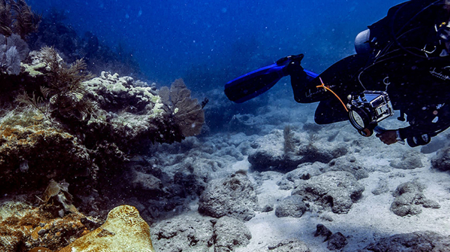 Scientists document stony coral tissue loss disease as it infects nearly two dozen stony coral species on the Florida Reef Tract. 