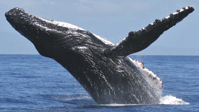 A humpback whale surfaces near the island of Maui. 