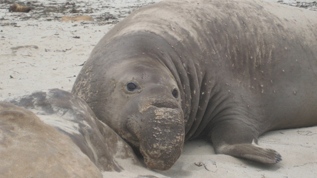 Male elephant seal.