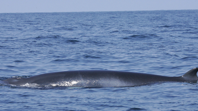 Minke whale.