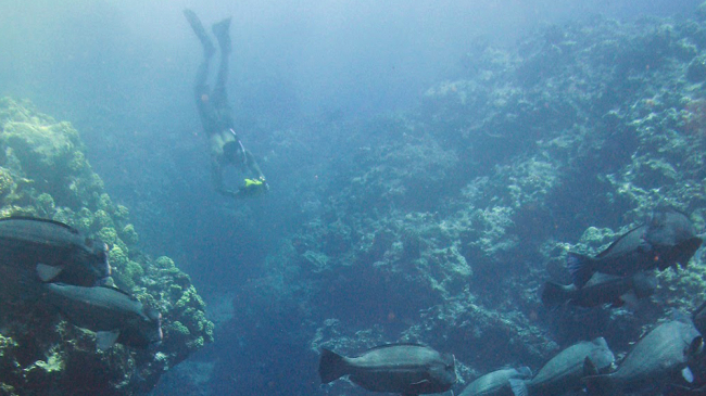 A NOAA Coral Reef Ecosystem Program diver attempts to record audio and visual data on a rare aggregation of the Green Bumphead Parrotfish (Bolbometapon muricatum) at Wake Atoll in the Pacific Remote Islands Marine National Monument.