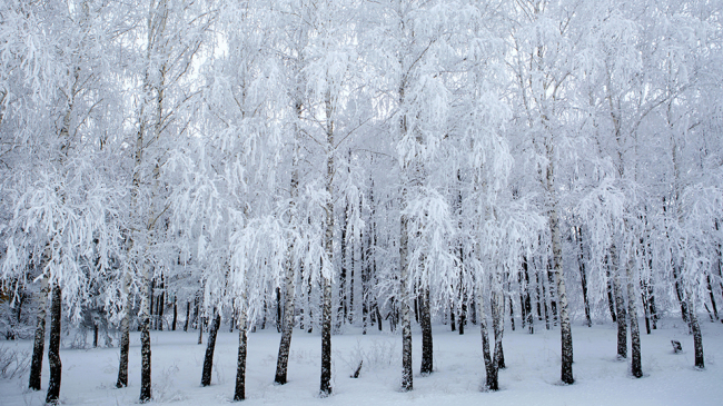Birch branches covered with hoarfrost.