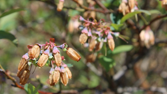 Blueberry blossoms in Georgia, damaged by the March  2017 freeze. An unusually warm winter caused early flowering, which made many fruit crops vulnerable to a late-season freeze event. 