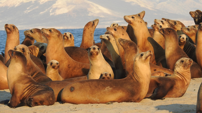 A California sea lion colony in the California Channel Islands, 2016.