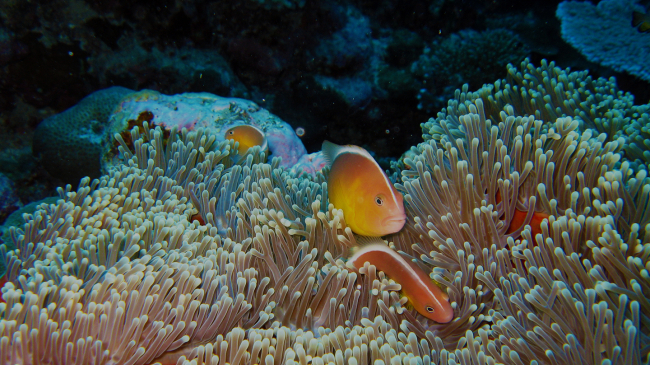 National Marine Sanctuary of American Samoa is home to the only true tropical reef in the National Marine Sanctuary System! Here in the reefs surrounding Aunu'u Island, a few pink anemonefish nestle into an anemone.