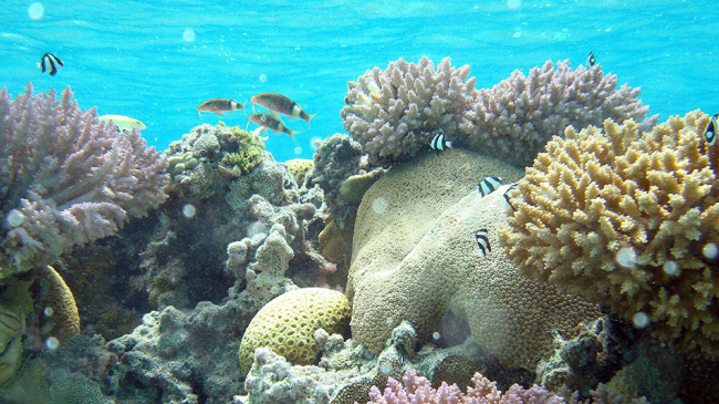 Corals are home to millions of species. Humbug dascyllus (Dascyllus aruanus) and multibar goatfish (Parupeneus multifasciatus) are commonly seen in the shallow reefs and lagoons of American Samoa. 