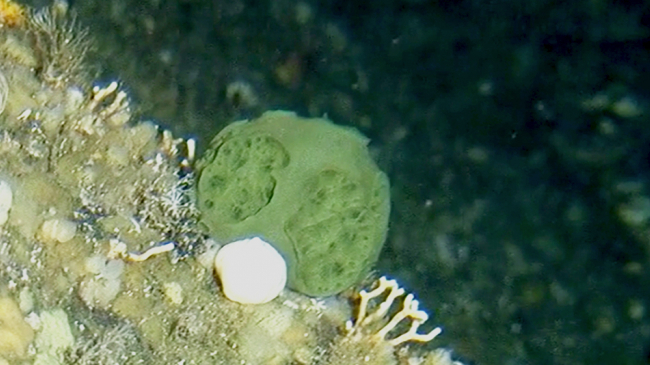 A golf ball-size green sponge was discovered in 2005 by NOAA Fisheries coral biologist Bob Stone. Cancer researchers find promise in deriving new treatments from the sponge.