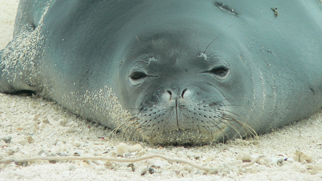 Hawaiian monk seal RZ20, aka Petunia, rests on the beach at Kure Atoll.