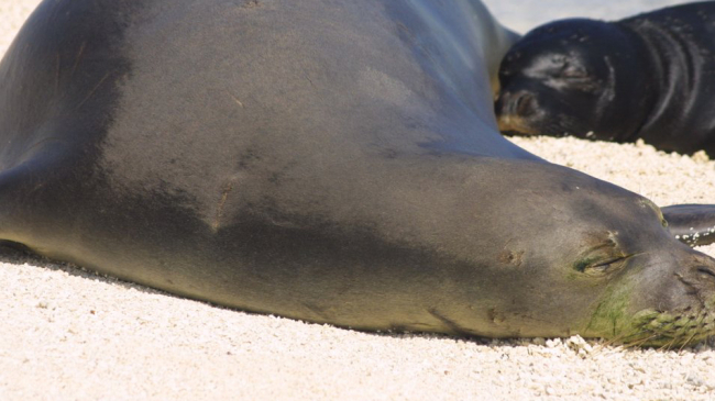 Hawaiian monk seal Y377 rests on a beach with one of her pups. Y377 turned 32 years old in 2016, making her the oldest wild monk seal based on tagging data.