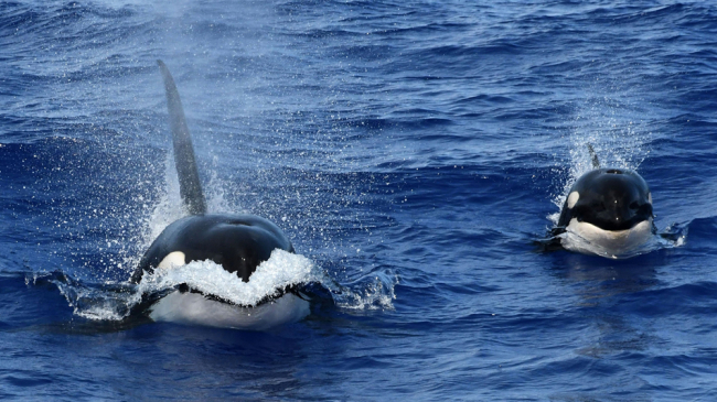 Killer whales on HICEAS cruise 2017 research survey in Hawaii. 