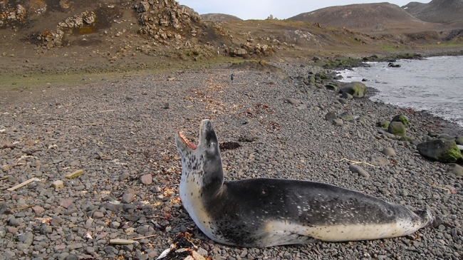 Leopard seals are among the top predator in the Antarctic ecosystem, preying on penguins and fur seals that in turn prey on krill. That makes the species a useful barometer of the health of Antarctic fisheries.