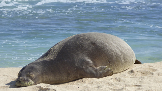Monk seal RS00, also known as Ewa Girl, rests on the beach at Oahu.