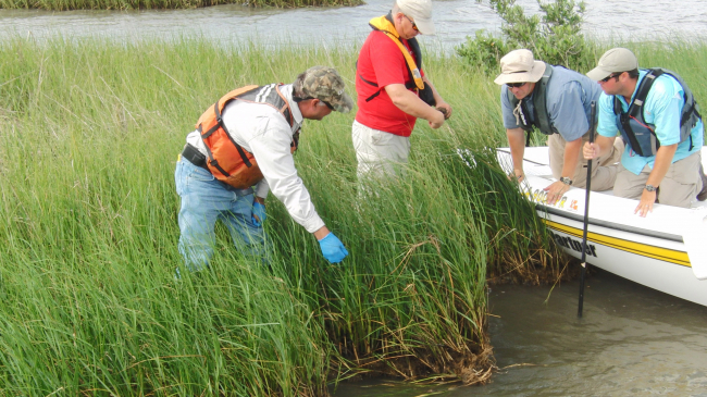 NOAA RESTORE Act Science Program research will focus on the health of the Gulf of Mexico whose resources, such as these salt marshes near Grand Isle, LA, were impacted by the Deepwater Horizon oil spill. 