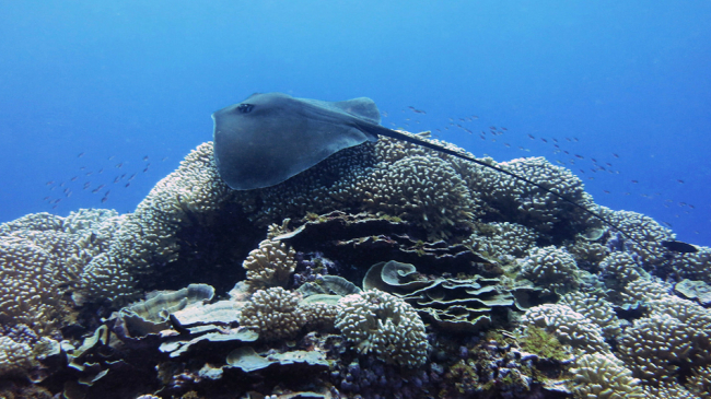 A pink whipray (Himantura fai) glides over colonies of the branching coral Stylophora at Swains Island, American Samoa.