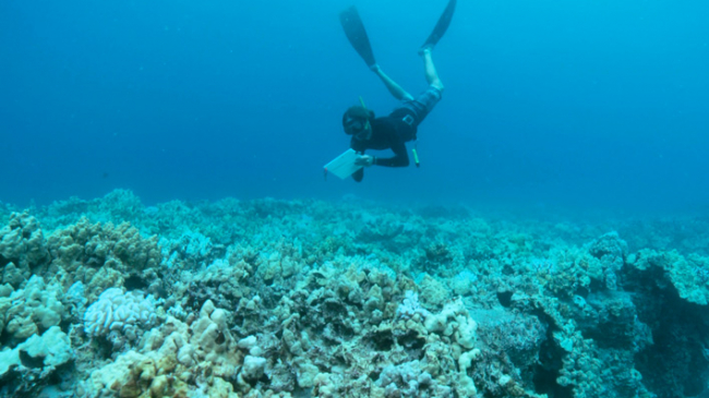 In West Hawai’i, a NOAA Habitat Focus Area, NOAA is partnering with The Nature Conservancy, local communities, government agencies, non-profit organizations and businesses to restore habitat and improve coral reef health along with other natural and cultural resources.