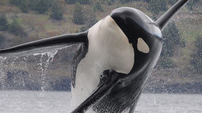 Southern Resident killer whale jumping out of the water. 