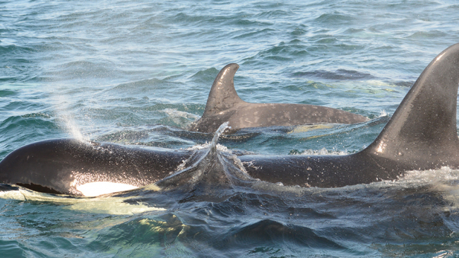 Fittingly, in the spring of 2017, Springer gave birth to the second of two calves she has contributed to the population of Northern Resident killer whales.