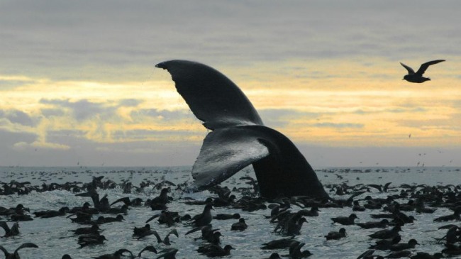 Whale tail and shearwater seabirds. 