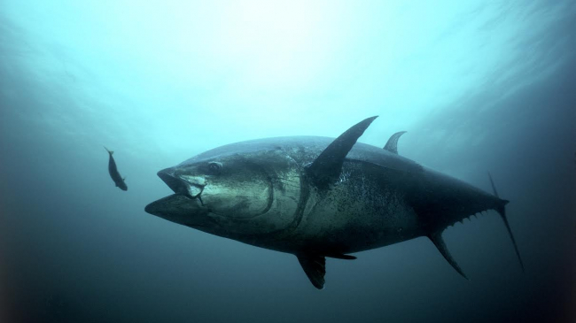 Regulations announced today will help Atlantic bluefin tuna (above) in the Gulf of Mexico and off Cape Hatteras. 