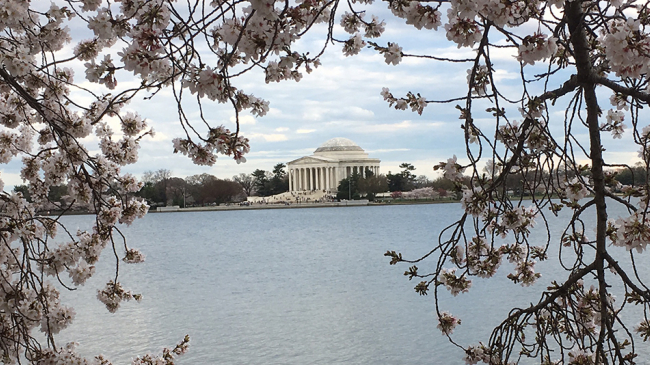 A warmer-than-normal winter in the Mid-Atlantic brought Washington, D.C.'s famed cherry blossoms to the brink of full bloom by mid-March, but then a cold snap hit and froze at least half the blossoms. The remaining Japanese Yoshino cherry blossoms reached peak on March 25, 2017. Pictured here is the Jefferson Memorial across the Tidal Basin, Washington, D.C., March 28, 2017.