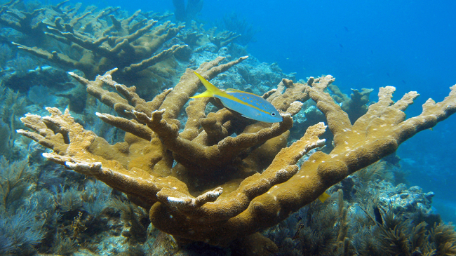 Elkhorn Coral (Acropora palmata).

