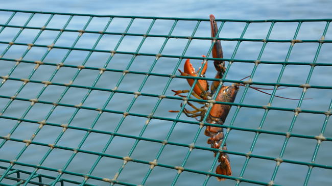 Hanging lobster.