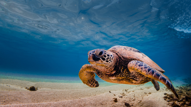 Hawaiian green sea turtle.